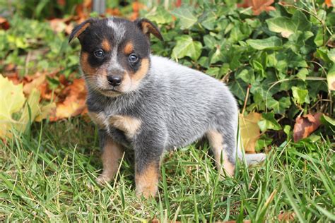 The 5 photos above are of one of Baby's standard <strong>puppies</strong> and one of Sally's <strong>mini puppies</strong>, all 5 photos were taken on 12-6-2010. . Miniature queensland heeler puppies for sale near me